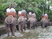 See various wildlife natural habits through elephant safari tour 