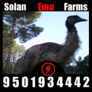 Emu farm DEHRADUN 9501934442 solan emu farms DX 0002