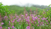 All Details Of Valley Of Flowers